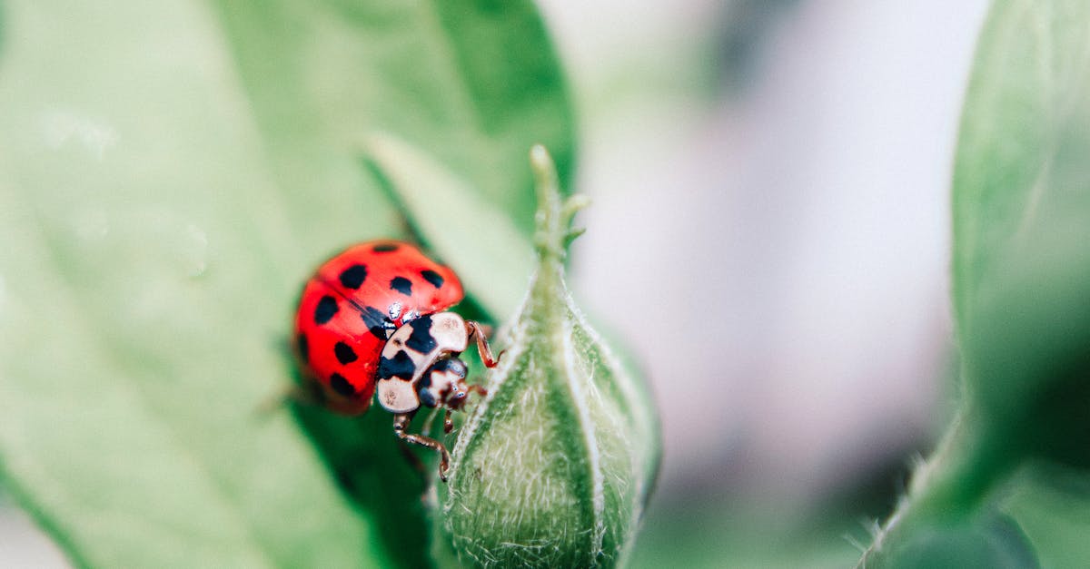 Canberra Pest Control