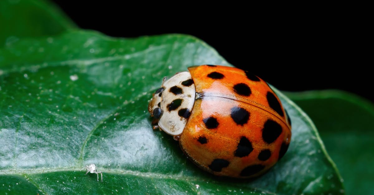 Canberra Pest Control