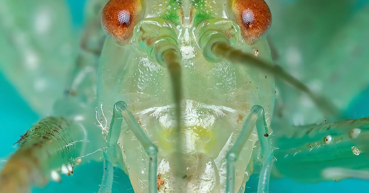 Canberra Pest Control