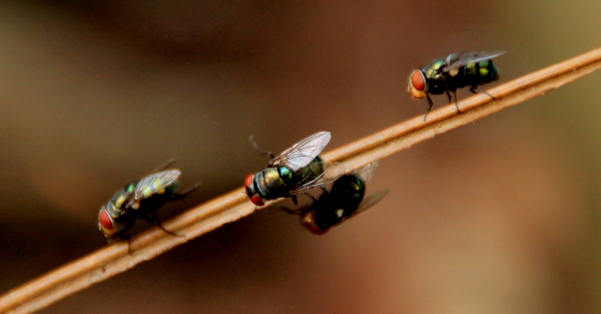 Canberra Pest Control